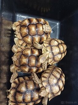 Želva ostruhatá- sulcáta