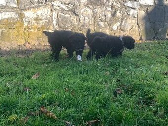 Križenci border kolie