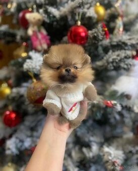 Rozkošná fenečka mini Pomeranian