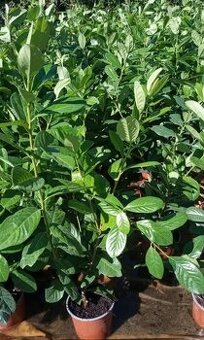 Vavrinovec lekarsky Novita, výška 65-70 cm, cena 6 €/ks - 1