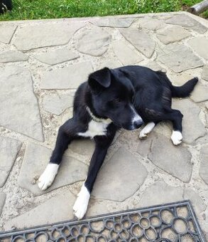 Darujem fenku kríženca border kolie