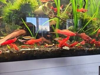 Mečune cervene a biele