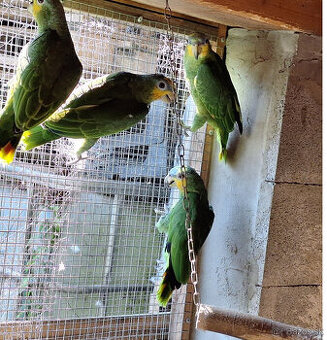 Amazoňan venezuelský - oranžovokrídli