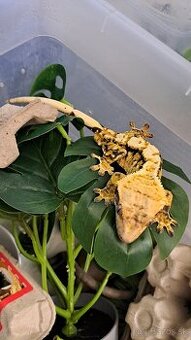 Pagekon riasnaty - Correlophus ciliatus