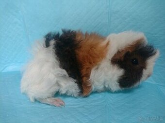 Morske prasiatko - Lunkaria