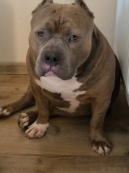 American Bully krytie