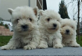 West  - Westik  na predaj