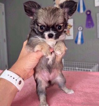 Šteniatka dlhosrstej čivavy na adopciu.