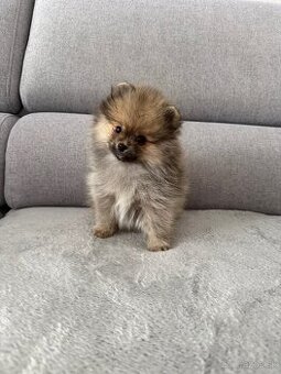 Pomeranian s PP, Chovateľská stanica nucháčik poms