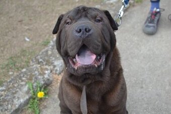 crossbreed molosser