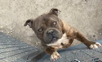 American bully