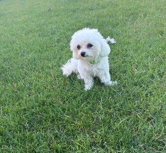MINI Maltezak