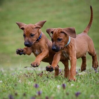 Šteniatka Rhodesian Ridgeback