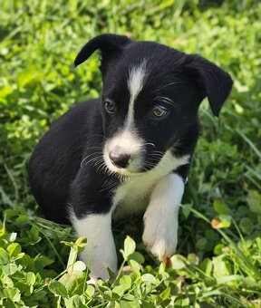 Šteniatka border kólie