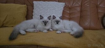 Ragdoll mačiatka s PP