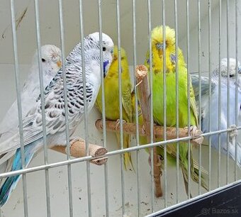 Vystavne andulky,duhove andulky