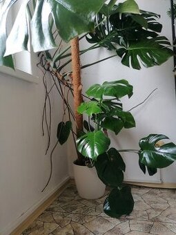 Monstera deliciosa XXL
