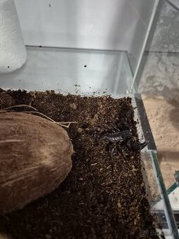 Skorpion heterometrus petersi