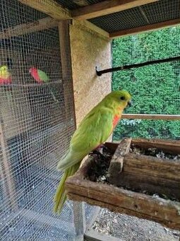 Papagáj Královský žltý predaj