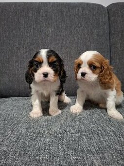 Cavalier kavalier king charles spaniel