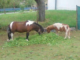 Shetland pony/ponik