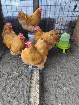 Orpingtonka žltá velká forma