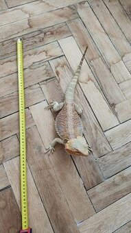 Predam rocnu Agamu Bradatu