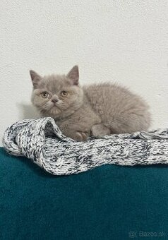 Britské mačiatka, Britská modrá