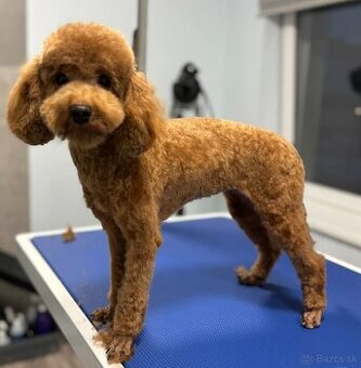 Fenka Zorka pudel, pudlík