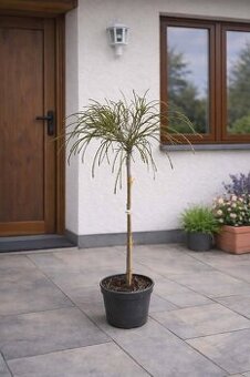 Tuja riasnatá 100-120 cm