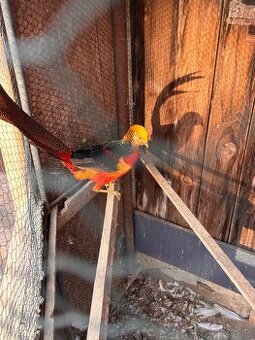 Párik bažanta zlatého