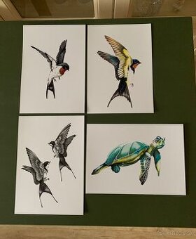 Obrázky lastovičiek, korytnačka