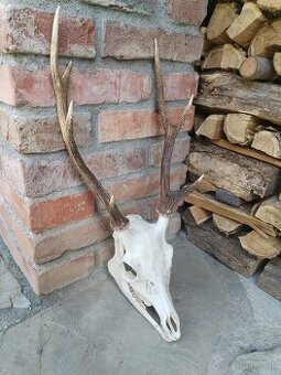 Trofej jeleňa Sika