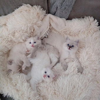 Kocúrik ragdoll