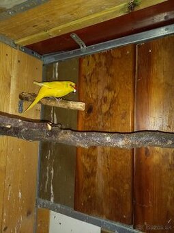 Kakariky