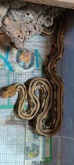 Malayopython reticulatus dwarf