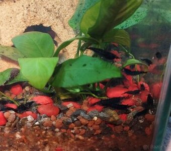 🦐KREVETKY🦐 Neocaridina 💙Blue Dream💙