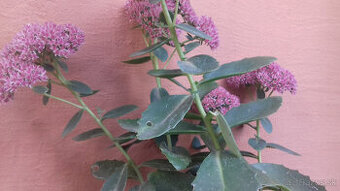 Hylotelephium spectabile