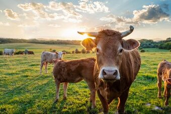 Práca na Farme Nemecko . Pomocnik