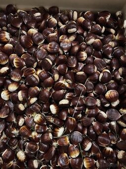 Jedlé gaštany domáce