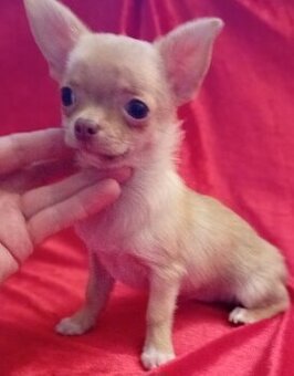 Čivava krátkosrstá