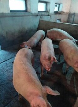 Predam jatočne ošipane cena 2,4€-kg - 1