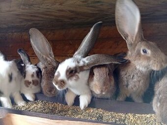 Predam králiky.
