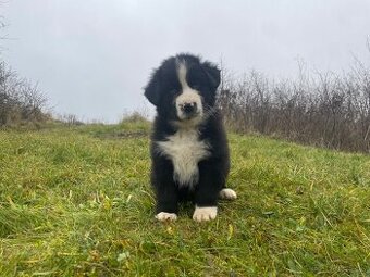 AustralakxBorderkolia