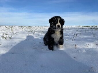 Australsky ovciak x border kolia