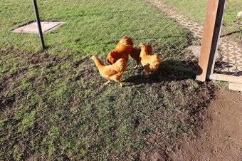 zdobnená Wyandotka žltá