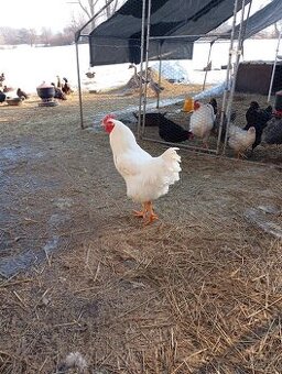 Kohút plymutka biela