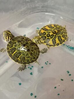 Mladá vodná korytnacka