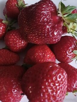 Predám sadenice jahôd