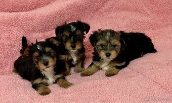 Yorkshire Terrier